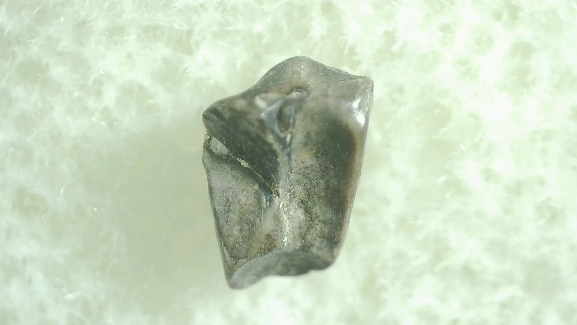 Montana Leptoceratops Dinosaur Tooth 14a | Fossils for Sale Genuine Leptoceratops Dinosaur Tooth Fossils From Montana For Sale #14a