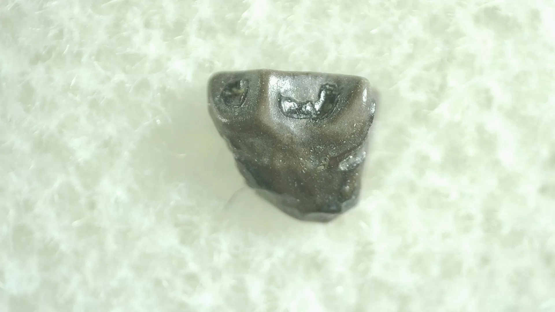 Montana Leptoceratops Dinosaur Tooth 19 | Fossils for Sale Genuine Leptoceratops Dinosaur Tooth Fossils From Montana For Sale #19