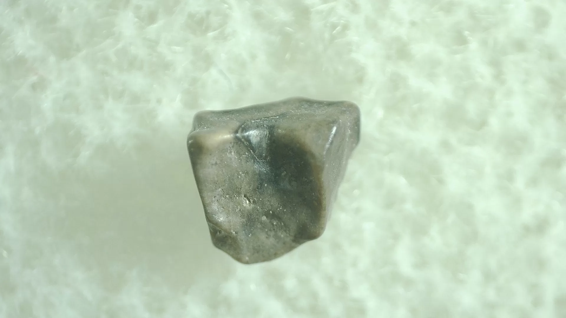 Montana Leptoceratops Dinosaur Tooth 19a | Fossils for Sale Genuine Leptoceratops Dinosaur Tooth Fossils From Montana For Sale #19a