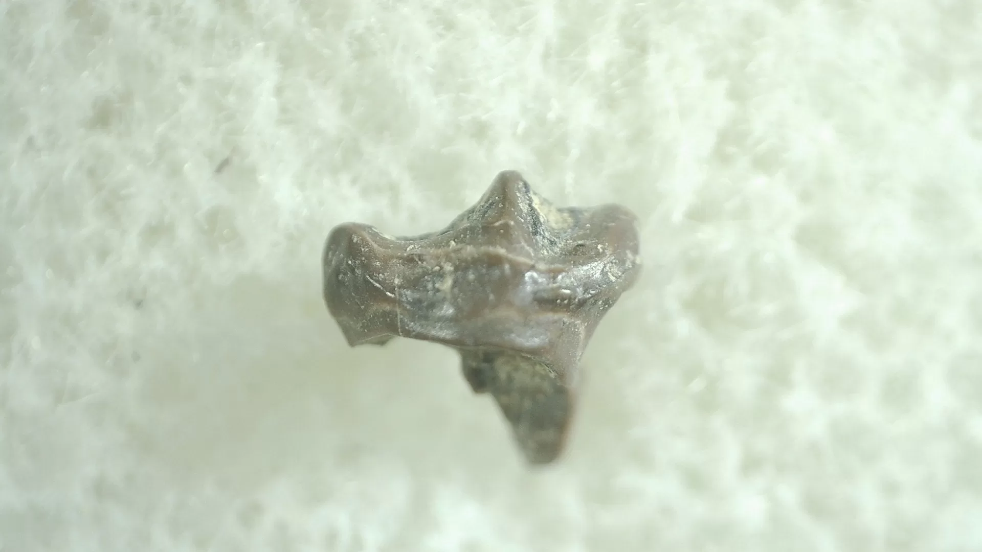 Montana Leptoceratops Dinosaur Tooth 2 | Fossils for Sale Genuine Leptoceratops Dinosaur Tooth Fossils From Montana For Sale #2