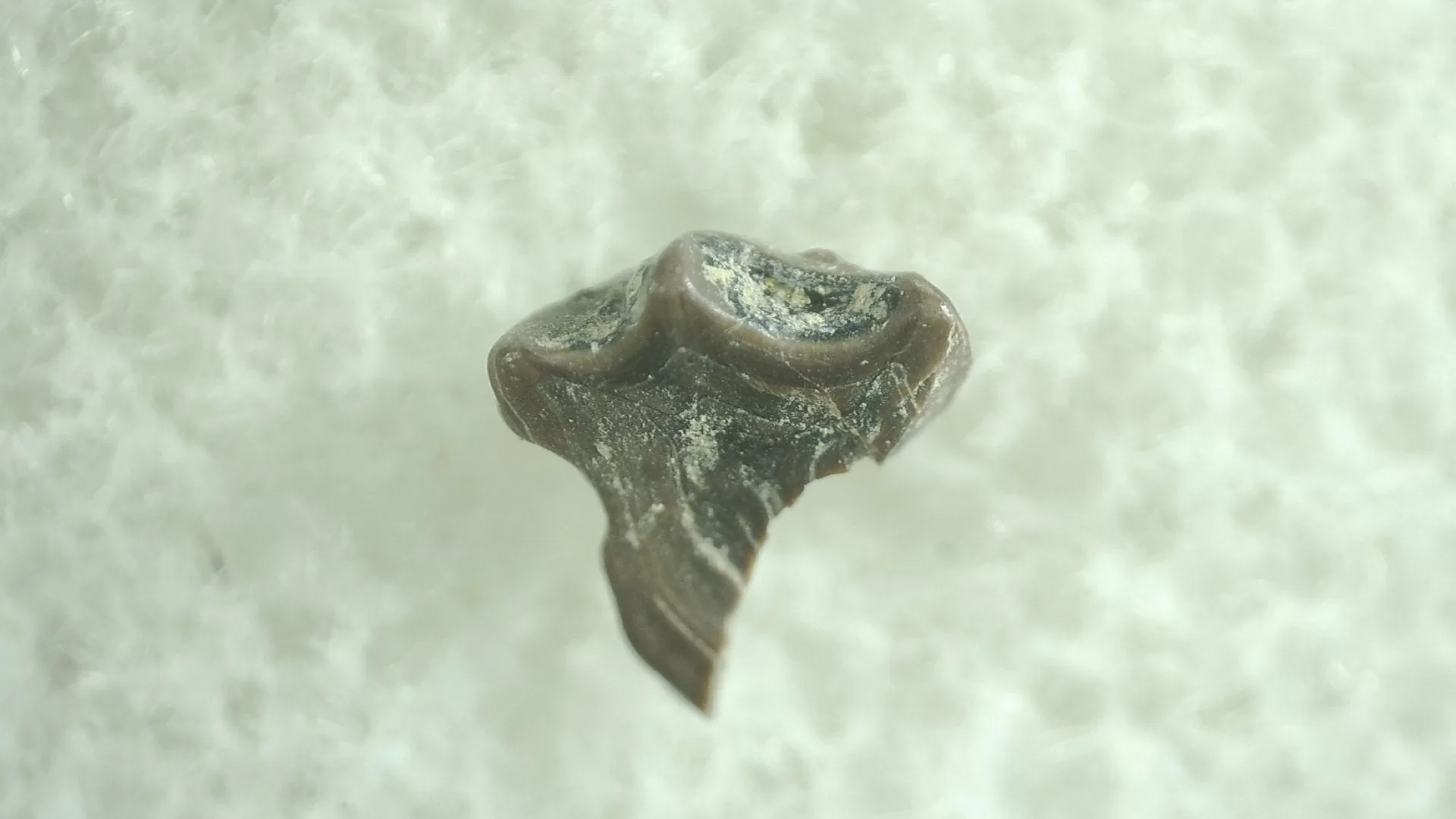 Montana Leptoceratops Dinosaur Tooth 2a | Fossils for Sale Genuine Leptoceratops Dinosaur Tooth Fossils From Montana For Sale #2a