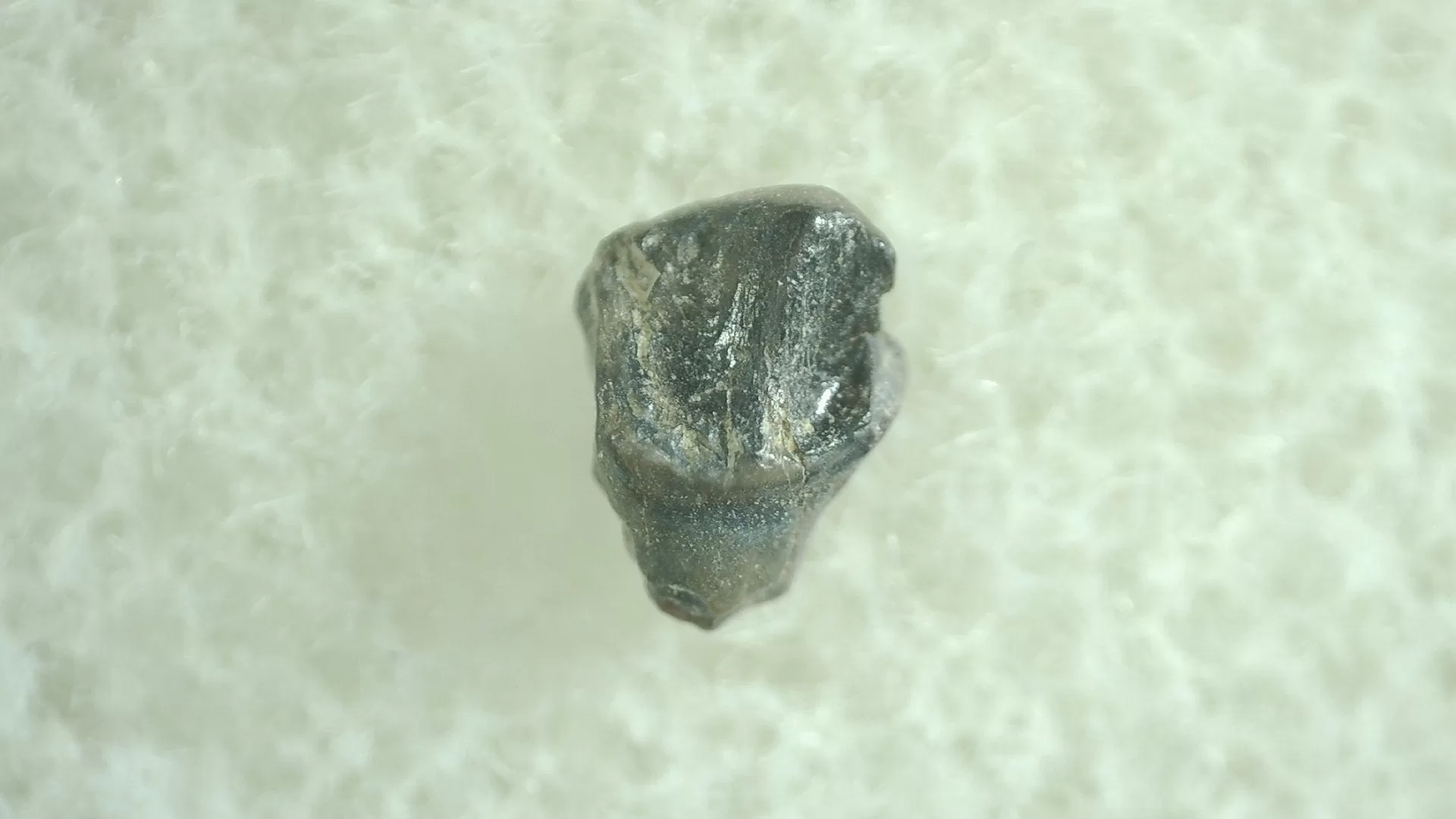 Montana Leptoceratops Dinosaur Tooth 3 | Fossils for Sale Genuine Leptoceratops Dinosaur Tooth Fossils From Montana For Sale #3