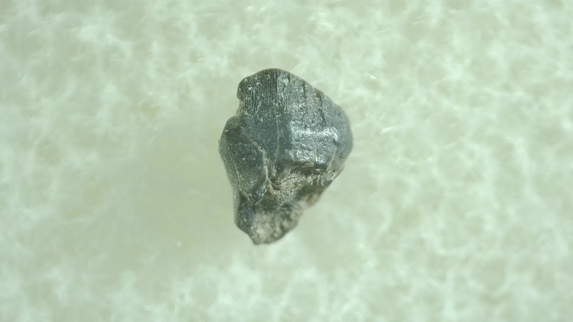 Montana Leptoceratops Dinosaur Tooth 3a | Fossils for Sale Genuine Leptoceratops Dinosaur Tooth Fossils From Montana For Sale #3a