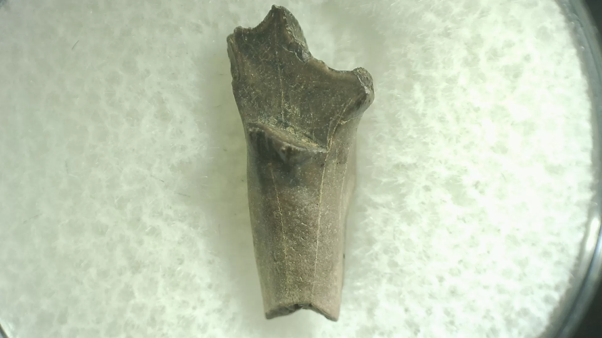 Montana Leptoceratops Dinosaur Tooth 45a | Fossils for Sale Genuine Leptoceratops Dinosaur Tooth Fossils From Montana For Sale #45a