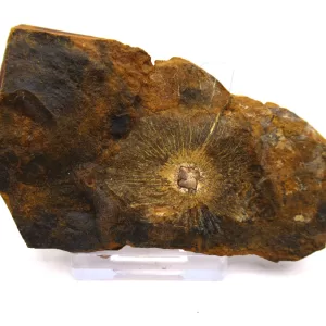 Genuine Paleocene Cyclocarya Fruit For Sale- Morton County, North Dakota #37