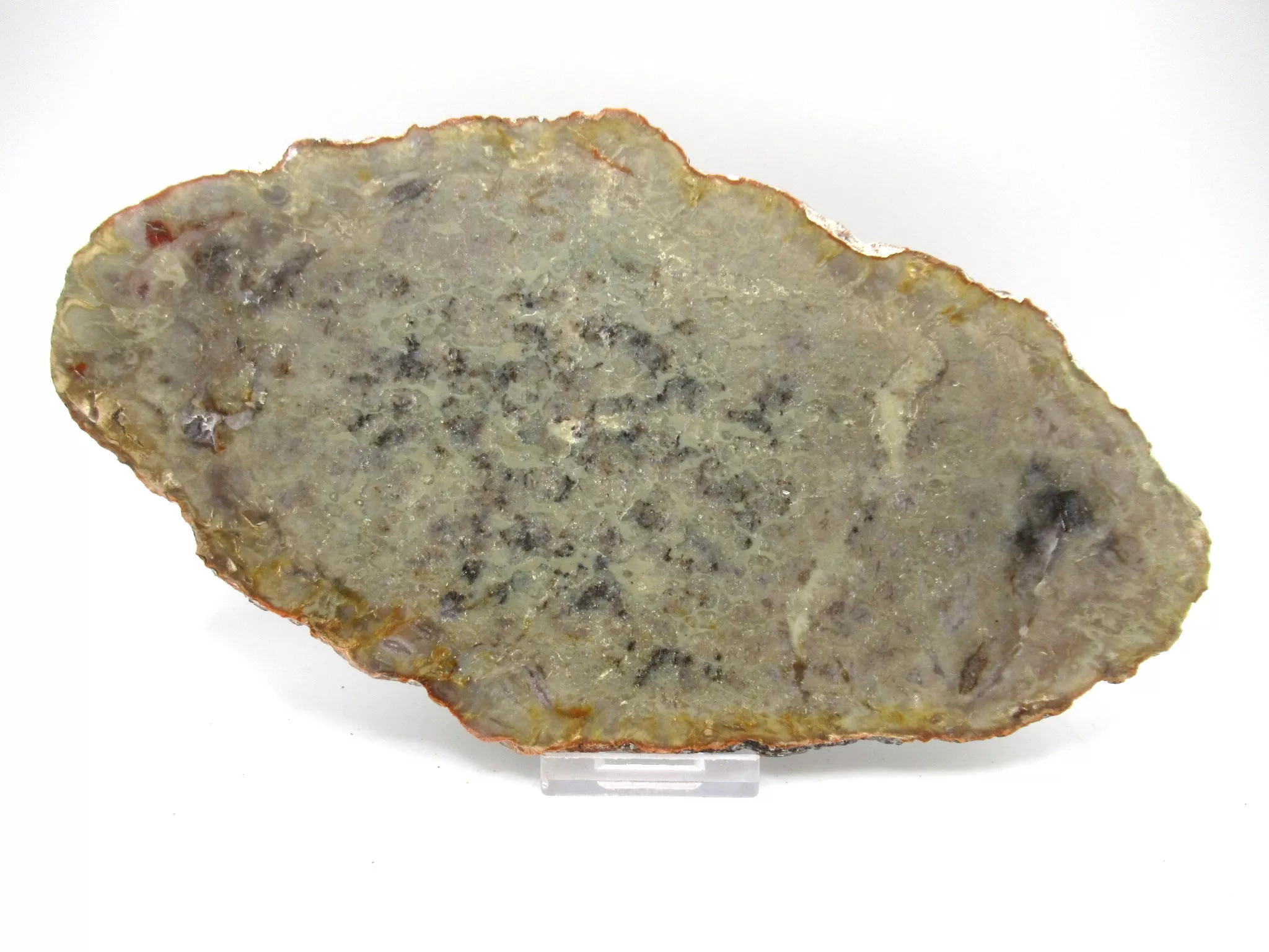 Utah Jurassic Sauropod Coprolite 50 | Fossils for Sale Genuine Jurassic Sauropod Coprolite Fossils From Utah For Sale #50