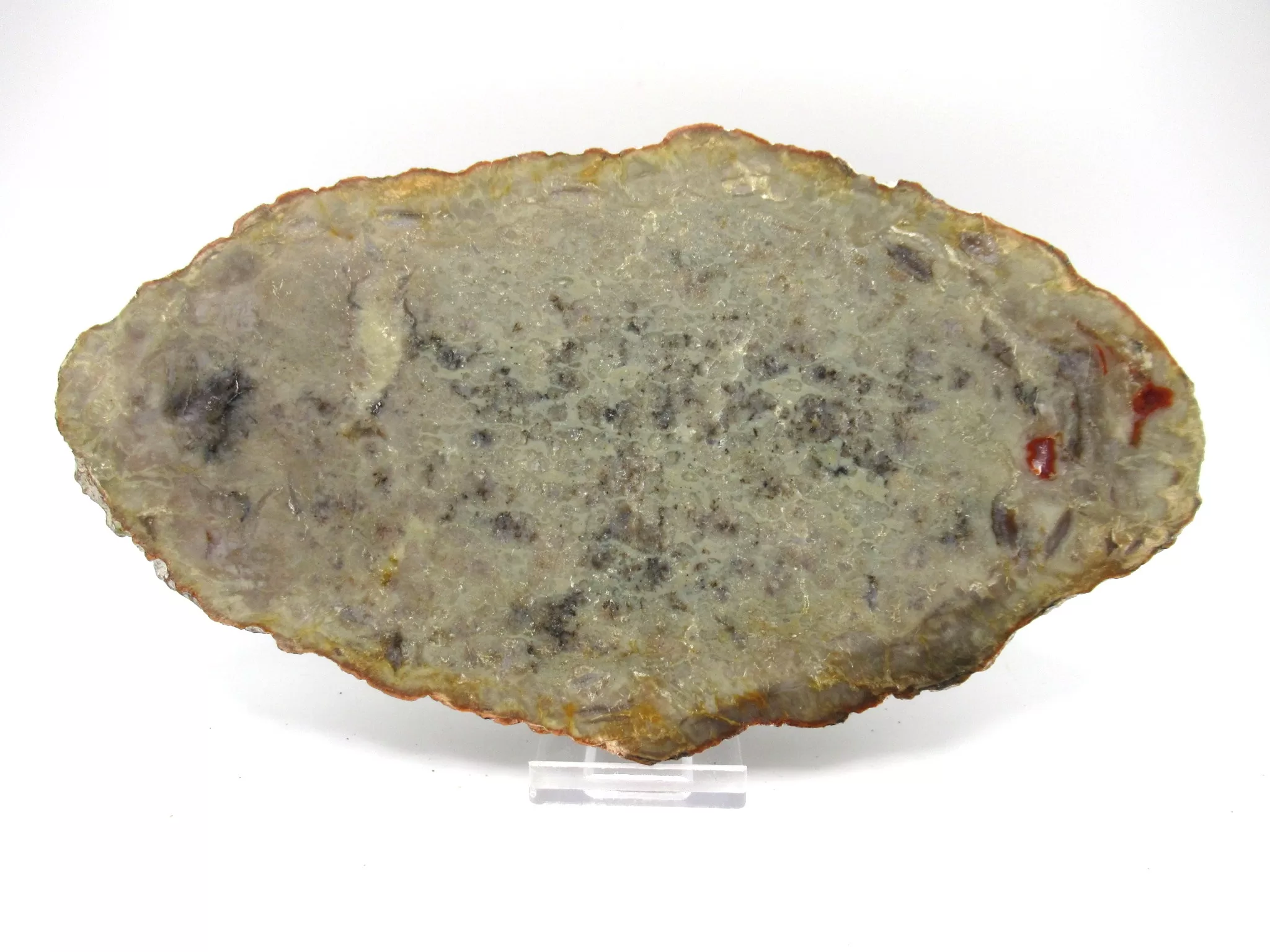Utah Jurassic Sauropod Coprolite 50a | Fossils for Sale Genuine Jurassic Sauropod Coprolite Fossils From Utah For Sale #50a