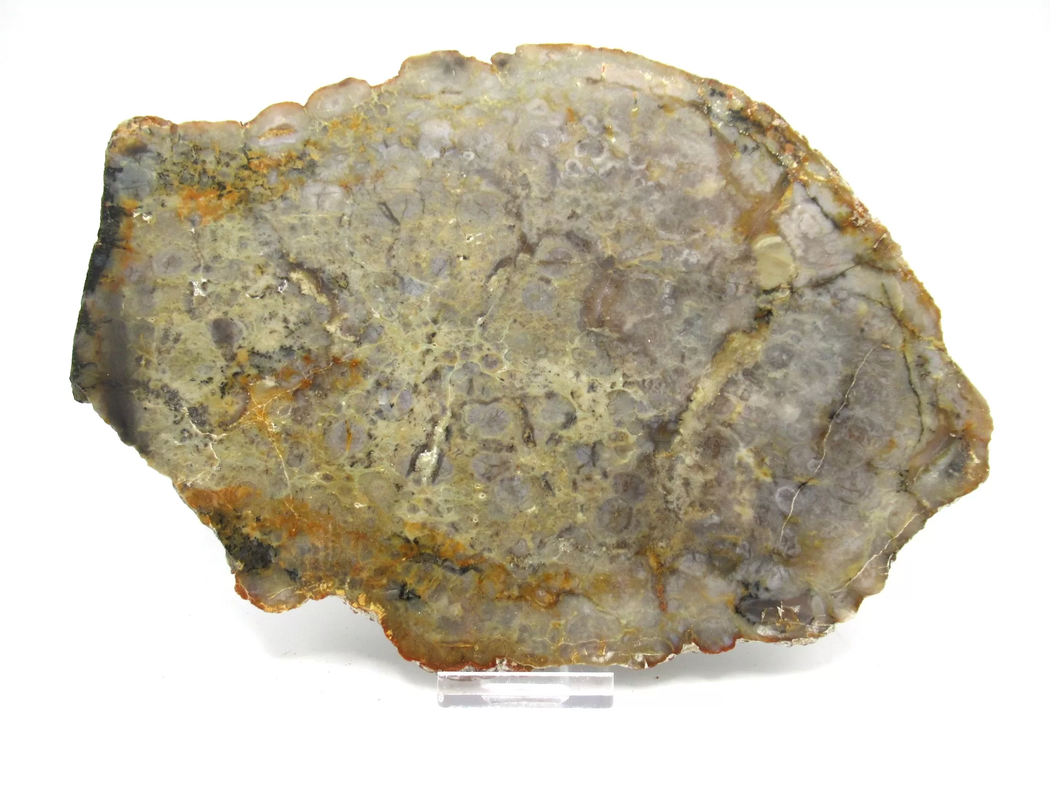 Utah Jurassic Sauropod Coprolite 57 | Fossils for Sale Genuine Jurassic Sauropod Coprolite Fossils From Utah For Sale #57