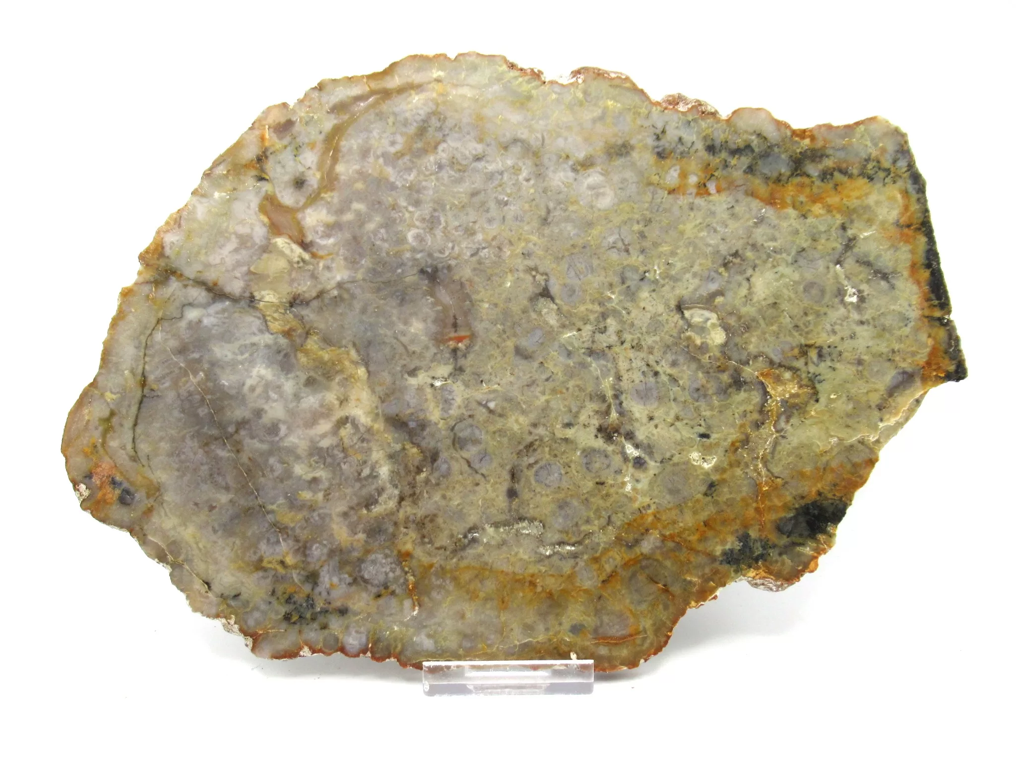 Utah Jurassic Sauropod Coprolite 57a | Fossils for Sale Genuine Jurassic Sauropod Coprolite Fossils From Utah For Sale #57a