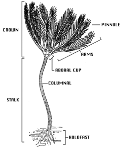 Crawfordsville Crinoid