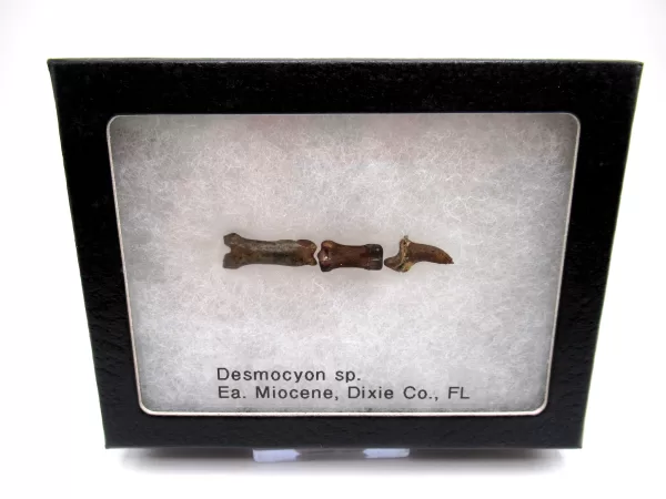 Genuine Miocene Desmocyon Toe Fossils From Florida For Sale #1