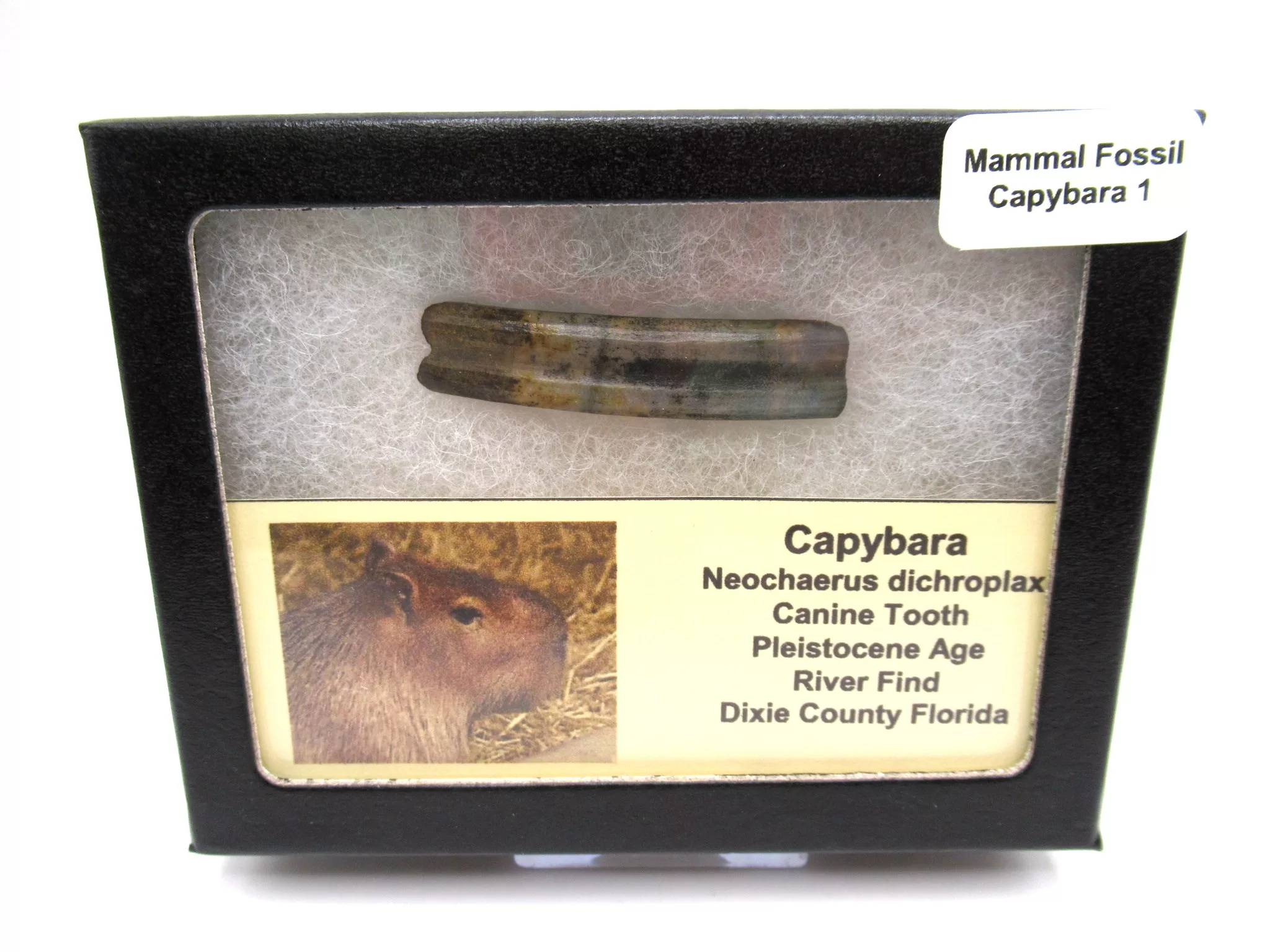 Florida Pleistocene Cabybara Tooth 1 | Fossils for Sale Genuine Pleistocene Cabybara Tooth Fossils From Florida For Sale #1