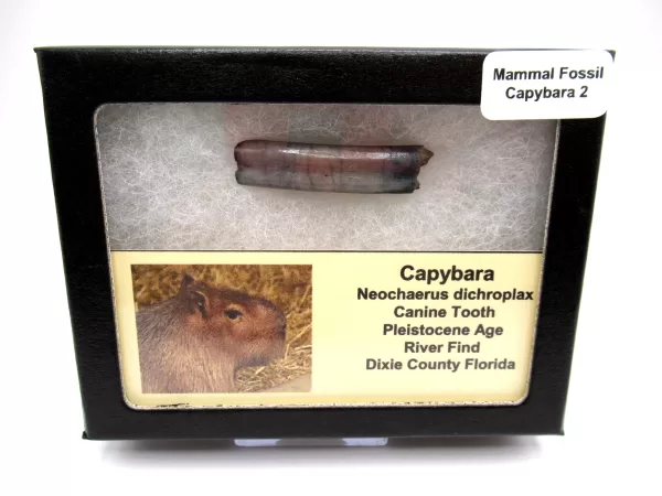 Genuine Pleistocene Cabybara Tooth Fossils From Florida For Sale #2