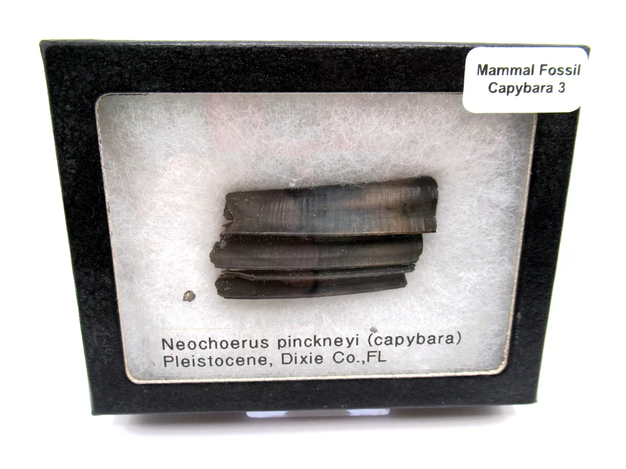 Florida Pleistocene Cabybara Tooth 3 | Fossils for Sale Genuine Pleistocene Cabybara Tooth Fossils From Florida For Sale #3