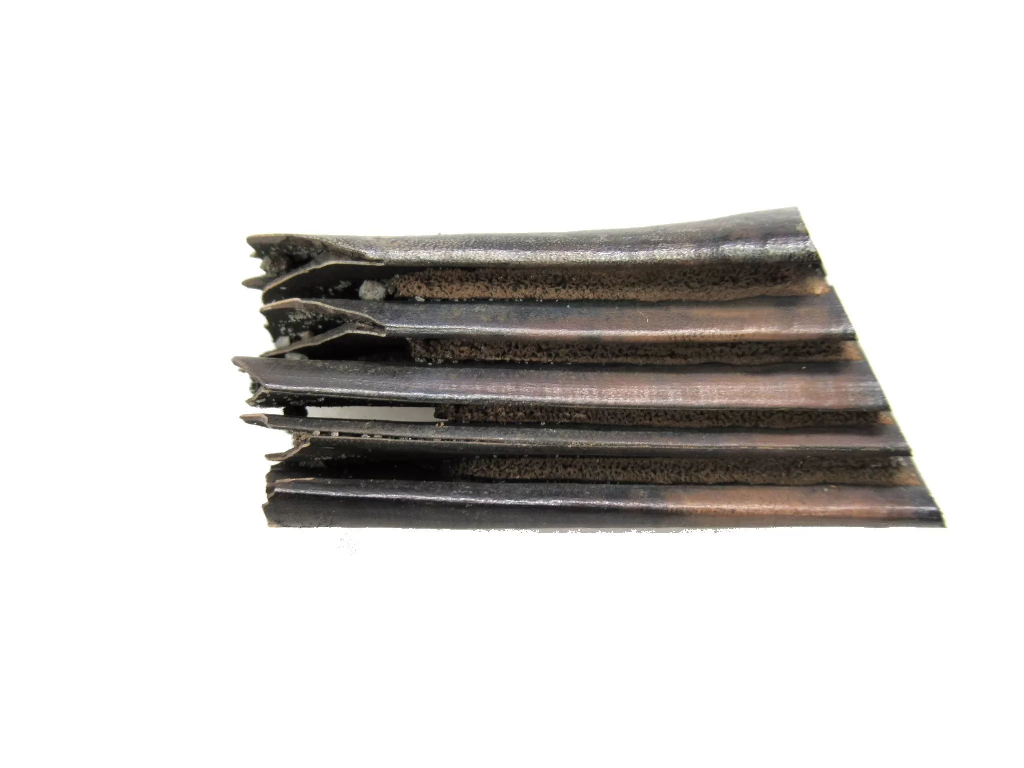 Florida Pleistocene Cabybara Tooth 3b | Fossils for Sale Genuine Pleistocene Cabybara Tooth Fossils From Florida For Sale #3b