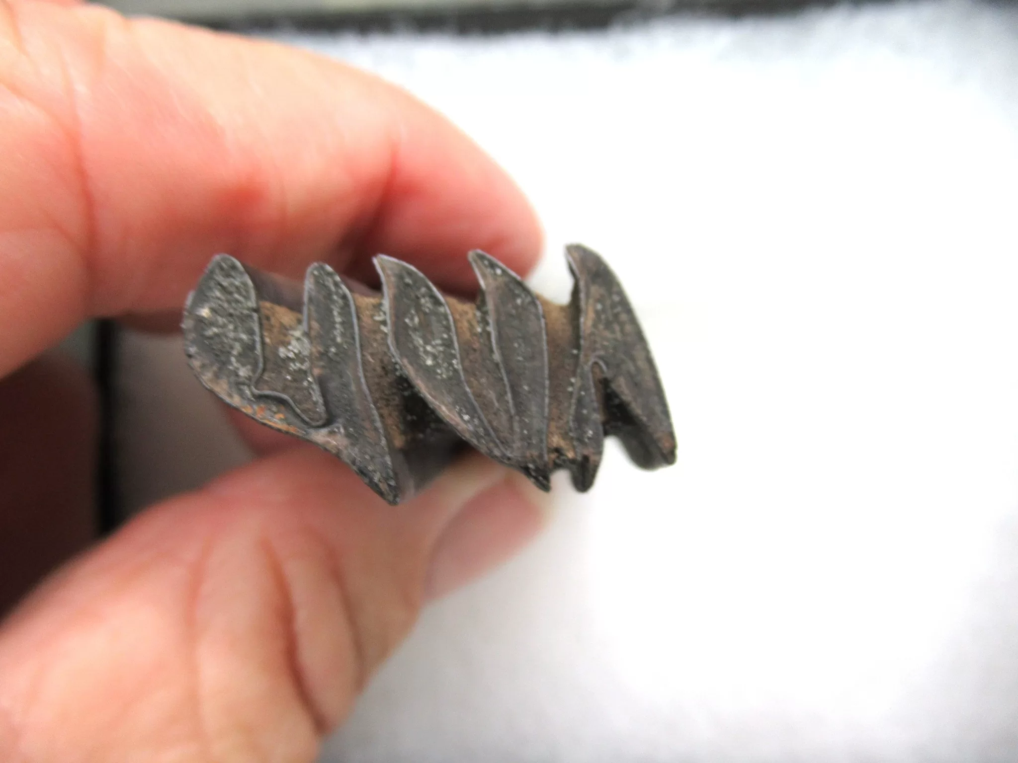 Florida Pleistocene Cabybara Tooth 3c | Fossils for Sale Genuine Pleistocene Cabybara Tooth Fossils From Florida For Sale #3c