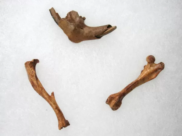 Genuine Pleistocene Gopher Bones Fossils From Florida For Sale #16a