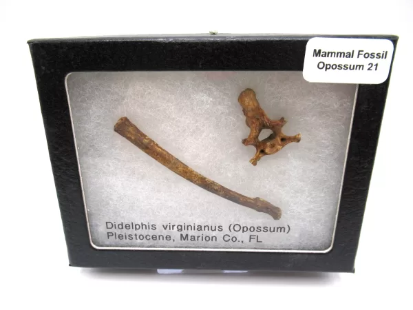 Genuine Pleistocene Opossum Bones Fossils From Florida For Sale #21