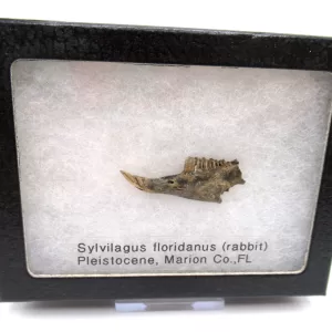 Genuine Pleistocene Sylvilagus Rabbit Jaw Fossils From Florida For Sale #11