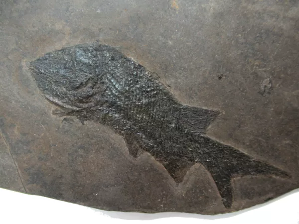 Genuine Permian Paramblypterus Fish Fossils From Germany For Sale #3a