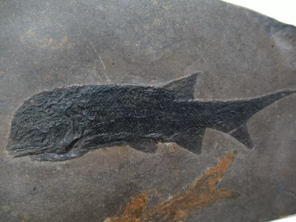 Genuine Permian Paramblypterus Fish Fossils From Germany For Sale #3d