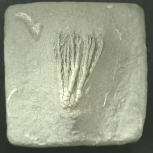 General Mississippian Age Crawfordsville Crinoid Fossils From Indiana For Sale #85