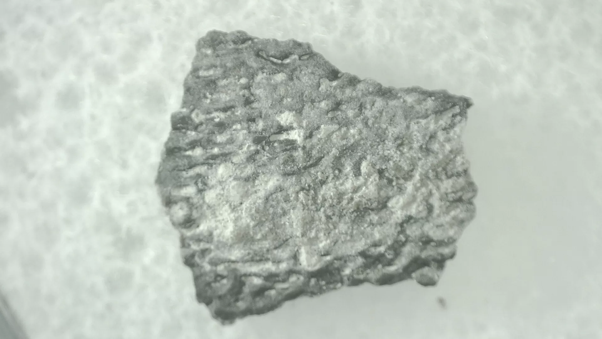 Montana Cretaceous Troodon Egg Shell 13 | Fossils for Sale Genuine Cretaceous Troodon Egg Shell Fossils From Montana For Sale #13