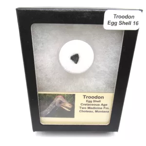 Genuine Cretaceous Troodon Egg Shell Fossils From Montana For Sale #16a