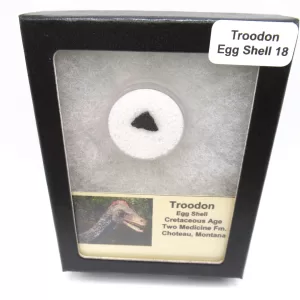 Genuine Cretaceous Troodon Egg Shell Fossils From Montana For Sale #18a