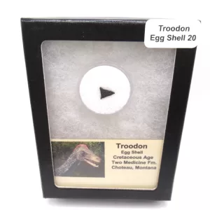 Genuine Cretaceous Troodon Egg Shell From Montana For Sale #20a