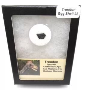 Genuine Cretaceous Troodon Egg Shell Fossils From Montana For Sale #22a