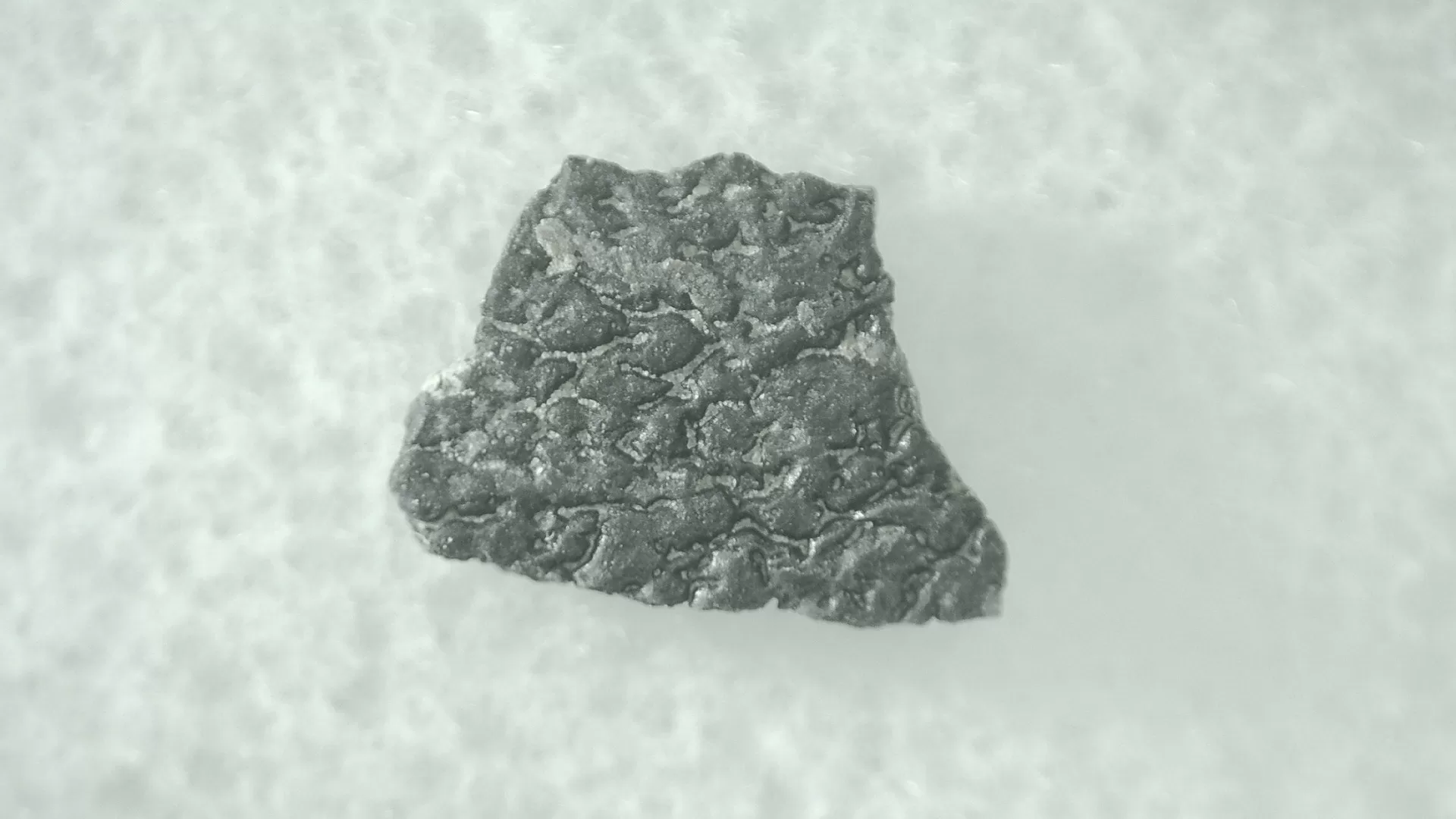 Montana Cretaceous Troodon Egg Shell 24 | Fossils for Sale Genuine Cretaceous Troodon Egg Shell Fossils From Montana For Sale #24