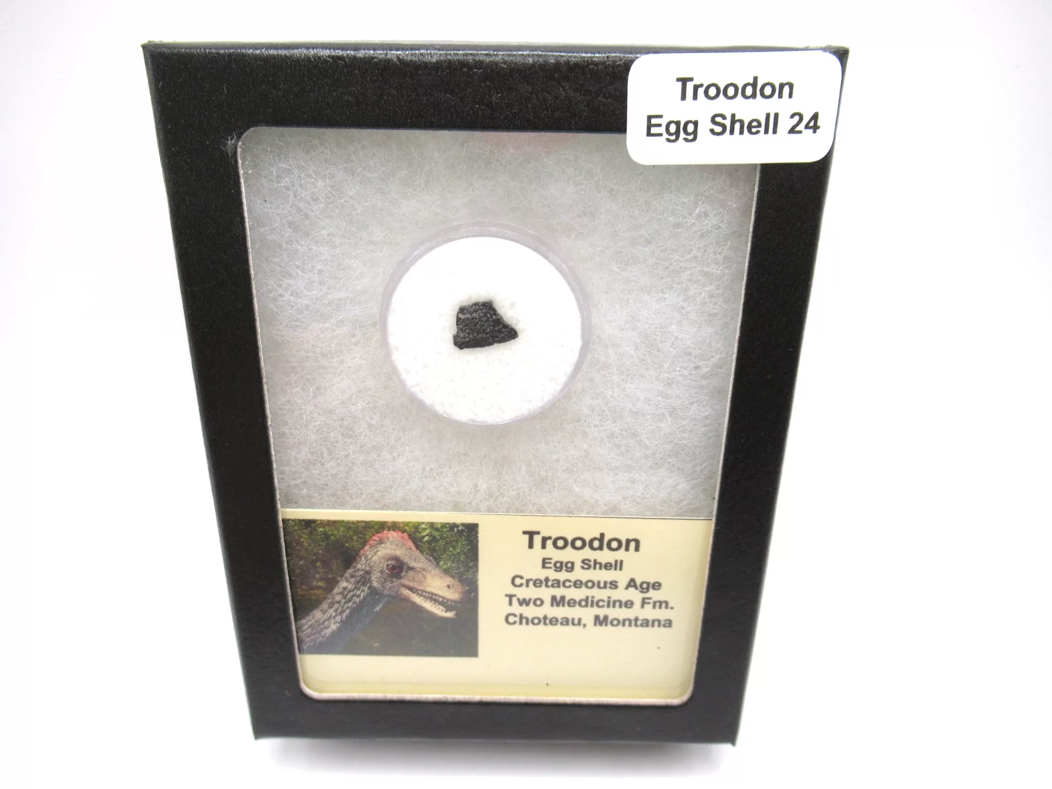 Montana Cretaceous Troodon Egg Shell 24a | Fossils for Sale Genuine Cretaceous Troodon Egg Shell Fossils From Montana For Sale #24a
