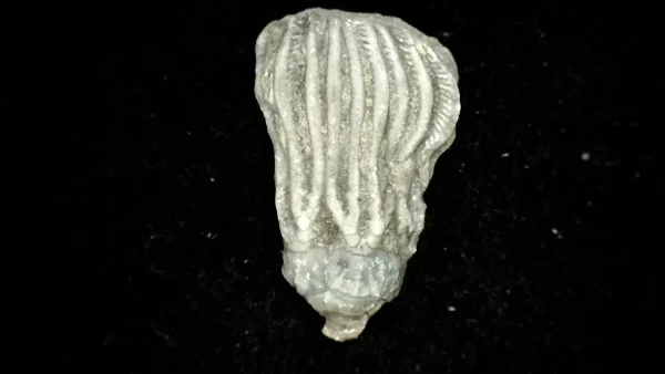 Genuine Mississippian Age Platycrinites Crinoid Fossil for Sale from Alabama #12a