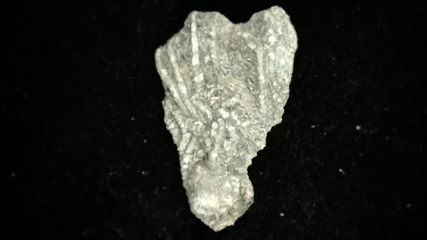 Genuine Mississippian Age Platycrinites Crinoid Fossil for Sale from Alabama #13