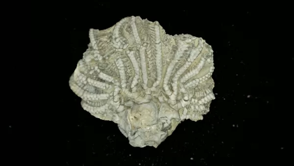 Genuine Mississippian Age Platycrinites Crinoid Fossil for Sale from Alabama #17