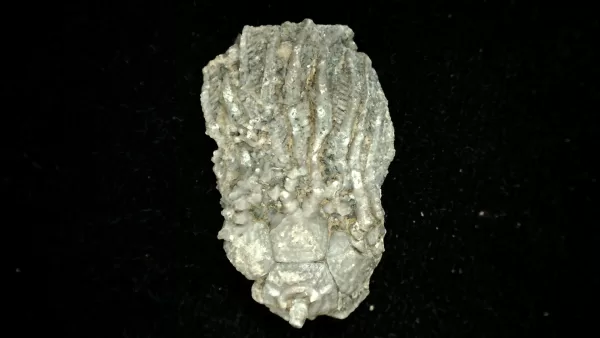 Genuine Mississippian Age Platycrinites Crinoid Fossil for Sale from Alabama #19a