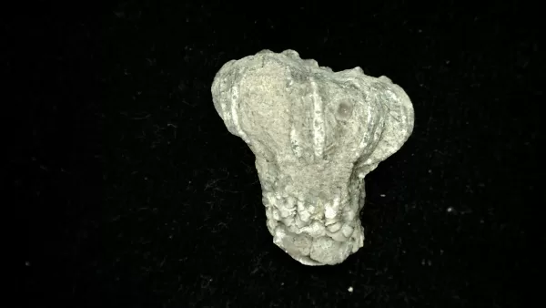 Genuine Mississippian Age Platycrinites Crinoid Fossil for Sale from Alabama #23a