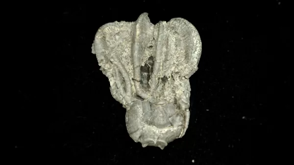 Genuine Mississippian Age Platycrinites Crinoid Fossil for Sale from Alabama #24