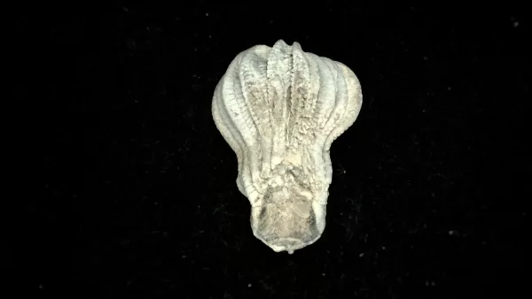 Genuine Mississippian Age Platycrinites Crinoid Fossil for Sale from Alabama #25a