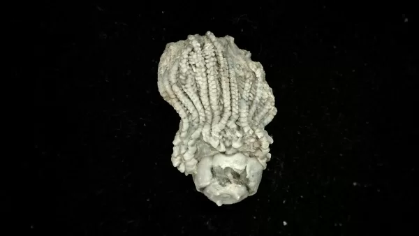 Genuine Mississippian Age Platycrinites Crinoid Fossil for Sale from Alabama #27