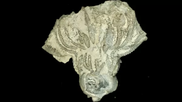 Genuine Mississippian Age Platycrinites Crinoid Fossil for Sale from Alabama #31a