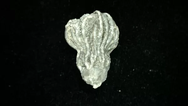 Genuine Mississippian Age Platycrinites Crinoid Fossil for Sale from Alabama #36