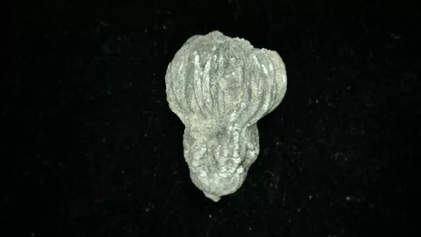 Genuine Mississippian Age Platycrinites Crinoid Fossil for Sale from Alabama #36a