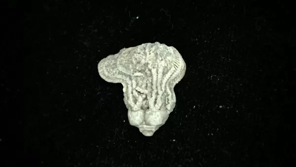 Genuine Mississippian Age Platycrinites Crinoid Fossil for Sale from Alabama #37