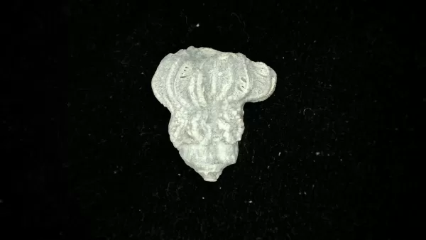 Genuine Mississippian Age Platycrinites Crinoid Fossil for Sale from Alabama #37a