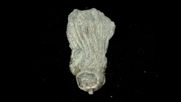 Genuine Mississippian Age Platycrinites Crinoid Fossil for Sale from Alabama #38a