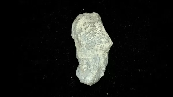 Genuine Mississippian Age Platycrinites Crinoid Fossil for Sale from Alabama #39a