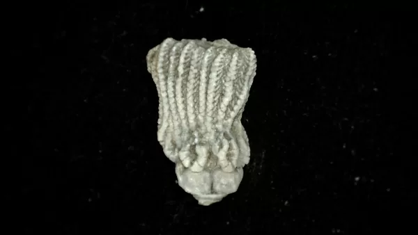 Genuine Mississippian Age Platycrinites Crinoid Fossil for Sale from Alabama #42