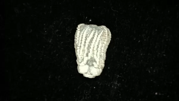 Genuine Mississippian Age Platycrinites Crinoid Fossil for Sale from Alabama #46